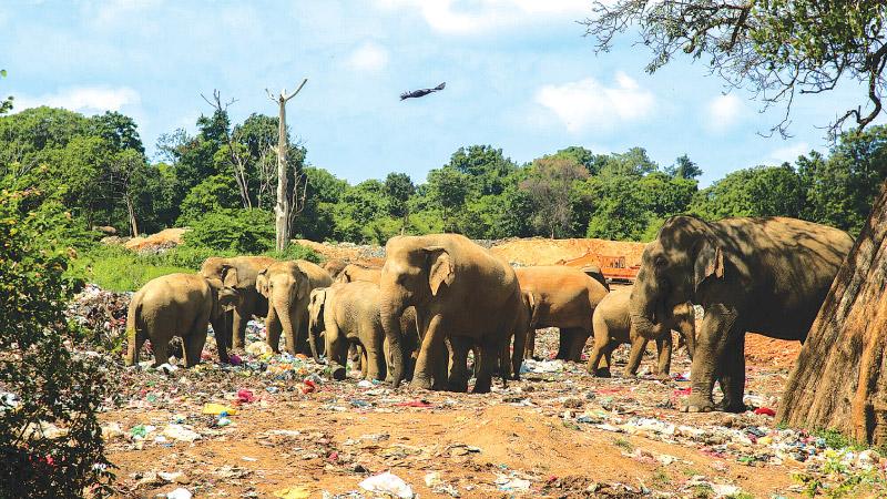 Elephants feed on a garbage dump. Pix: Riaz Cader