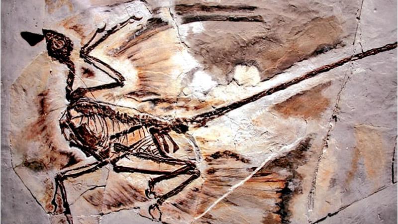 A fossil of a microraptor found in Liaoning province, China. The crow-sized  dinosaur lived about 125m years ago. Pic: Spencer Platt/Getty Images