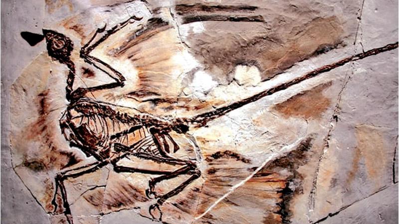 A fossil of a microraptor found in Liaoning province, China. The crow-sized dinosaur lived about 125m years ago. Pic: Spencer Platt/Getty Images
