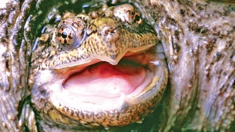 File image of a  snapping turtle. The reptile in Idaho was “humanely  euthanised”     