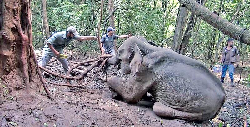 Wildlife officers try to rescue an entangled elephant