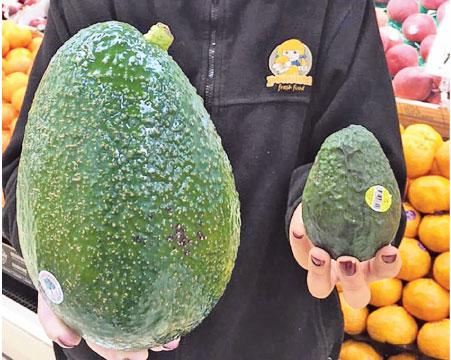 The Avozilla is around four times the size of the regular avocado, weighs an average of 1.2 kg and costs $12 each.