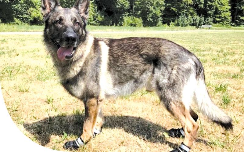 Zurich City Police dogs are equipped with boots so that they don’t burn their feet on hot walkways     