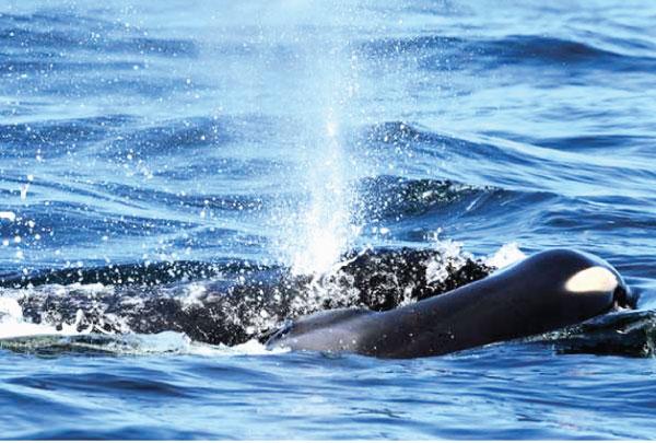 Orca mother falling behind family as she carries dead calf during week of ‘deep grieving' Killer whale balances dead calf on her forehead or pushes it to the surface of the water. The mother pushes the baby orca after it was born off the coast of Canada near Victoria, British Columbia.
