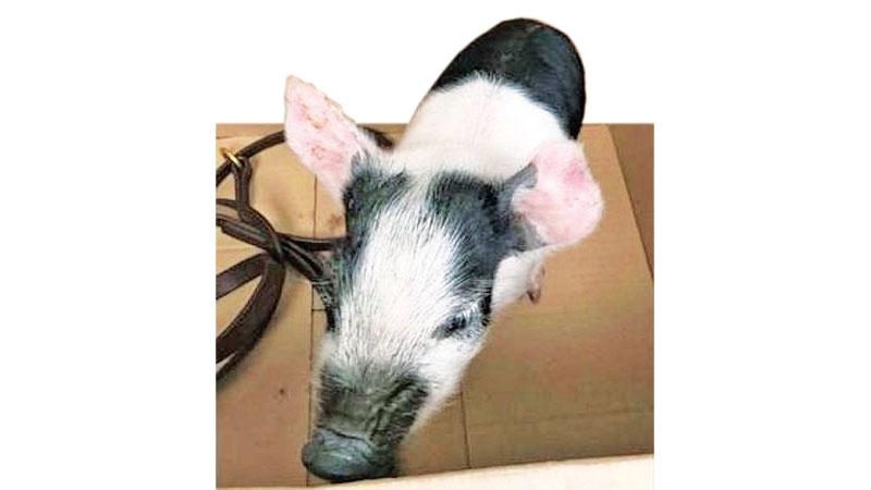 The pig was taken away by the RSPCA and the man was taken away by the police