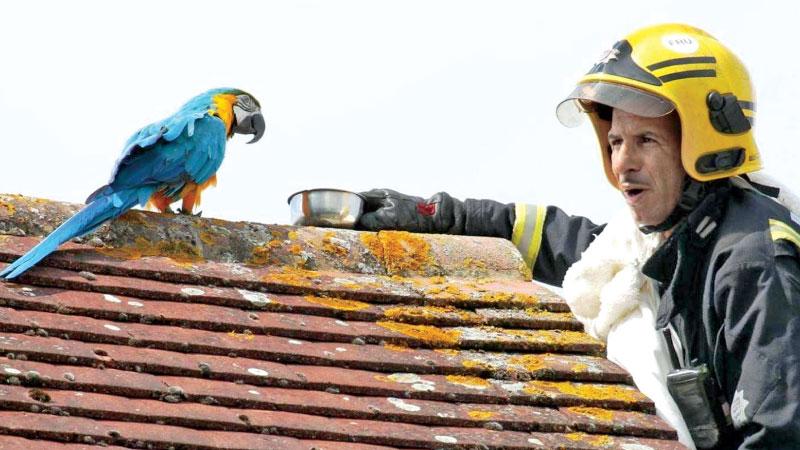 Jessie the parrot was not unambiguously appreciative of the firefighters’ efforts     