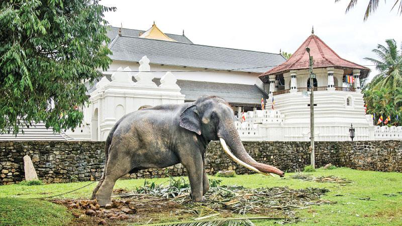  MAJESTIC LOOK: A lone elephant raises its trunk near Natha Devale. In the background is the temple complex of the Temple of the Tooth (Dalada Maligawa)  