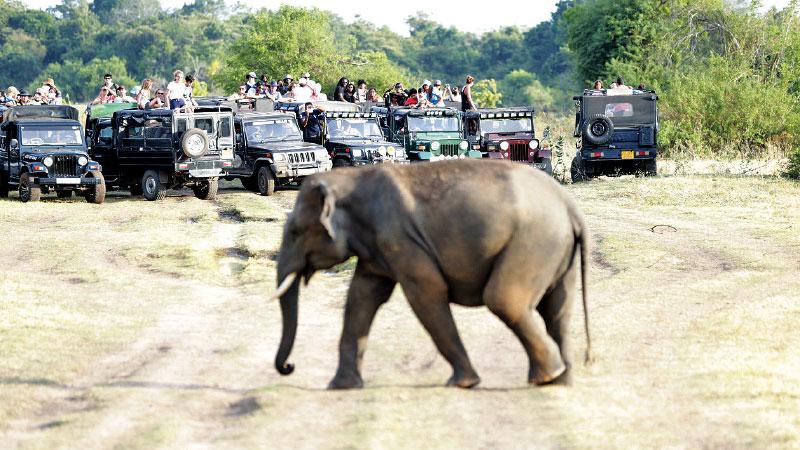 A lone young tusker subjected to intense scrutiny by hordes in jeeps