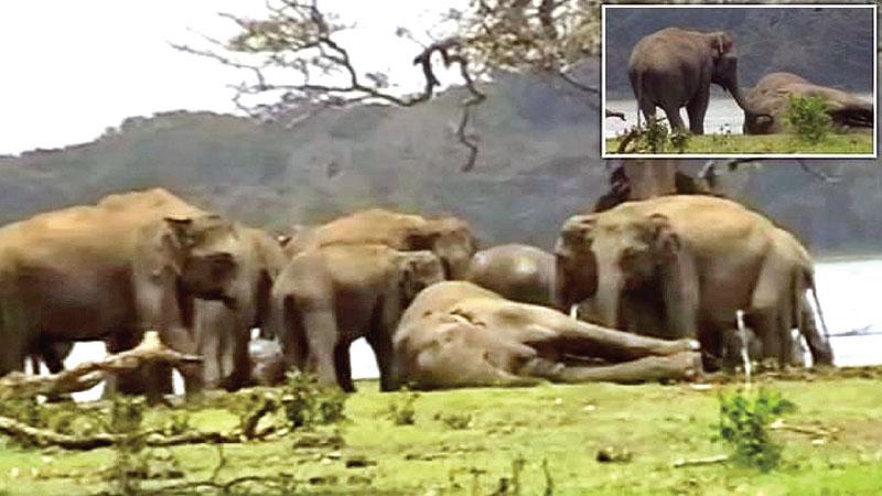 The herd pays respect to the fallen giant