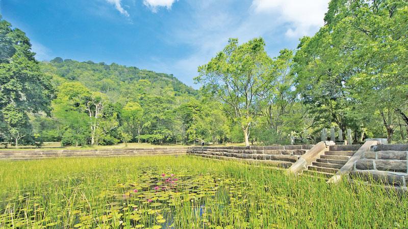   PICTURE-PERFECT: The placid pond filled with water lilies 