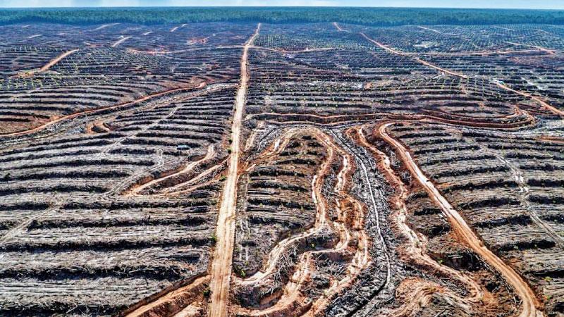 Deforestation in Indonesia to make way for a palm oil concession.  Pic: Ulet Ifansasti/Greenpeace    
