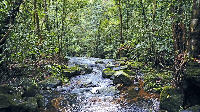 PERFECT SCENE: A placid cool stream that runs through the mountain range  