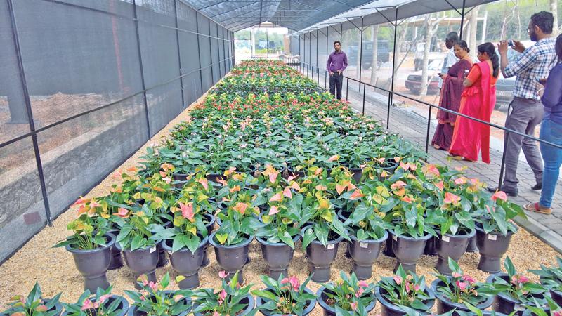 Anthurium plants