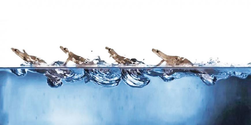 One of the gecko’s so-called superpowers is its ability to ‘walk’ on  water. Evidently, it does so with the help of surface tension and with  slapping, paddling movement    Pauline Jennings | PolyPEDAL Lab, UC  Berkeley 