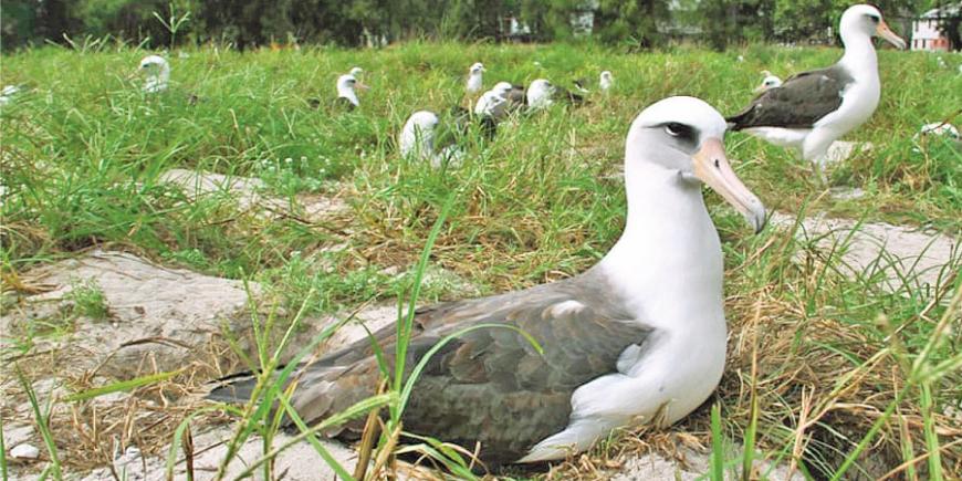 World's Oldest Bird To Become A Mother For The 37th Time | Sunday Observer