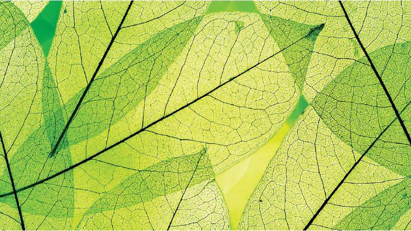 Artificial photosynthesis: can we harness the energy of the sun as well as plants?     