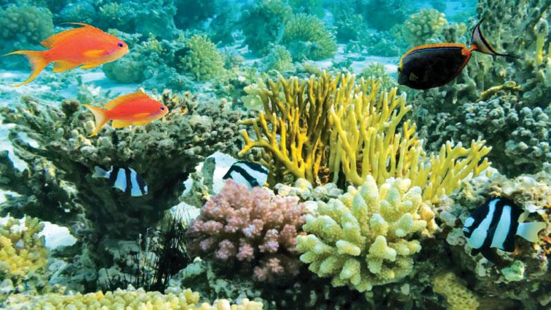 A coral reef in Kalpitiya