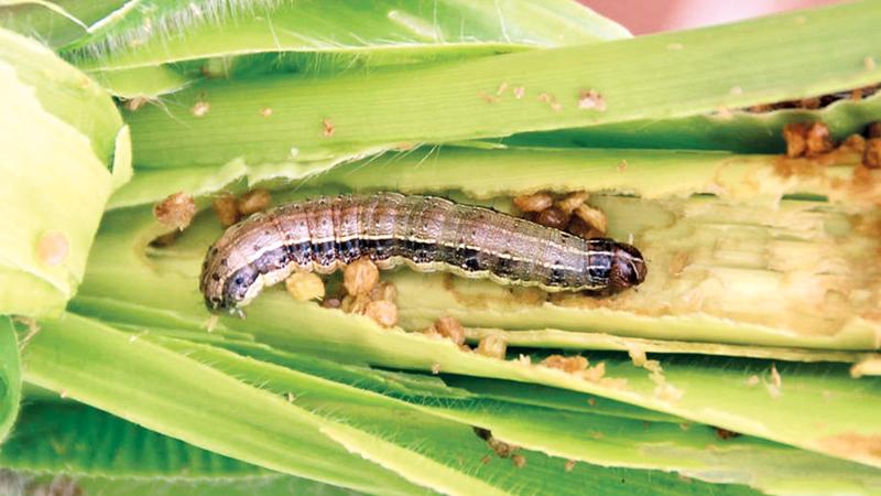 Pheromones to entrap the Fall Army Worm | Sunday Observer