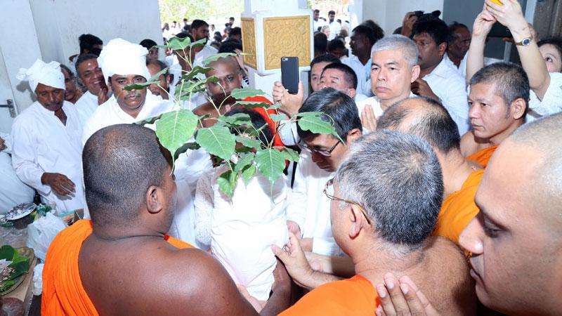 The Sacred Bo Sapling prior to its departure from Sri Lanka