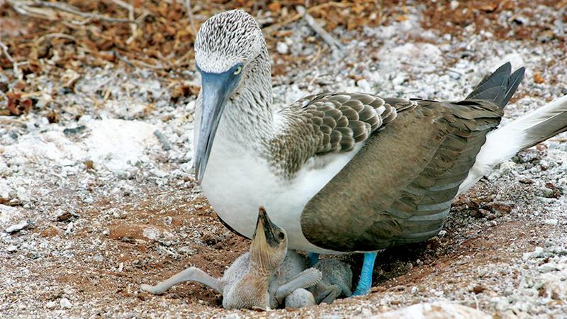 blue-footed-booby-bird-people-012478.jpg