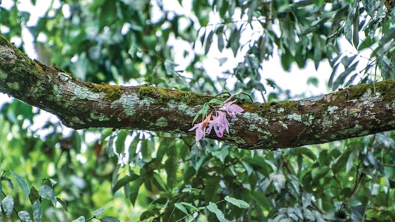 Vistas of the forest: The Vesak Orchid flowers bloom on the branch of a tree in heights of more than 15 metres above ground  
