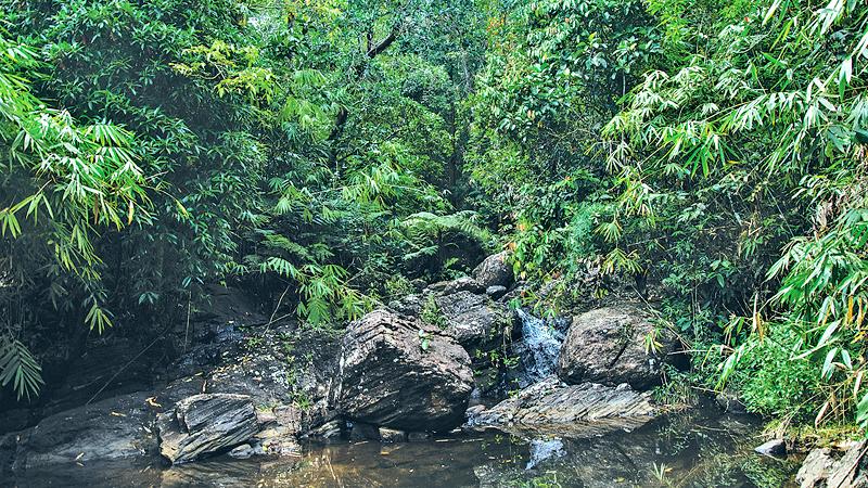 GREEN DREAM: A cool stream cascades through rocks under a forest canopy