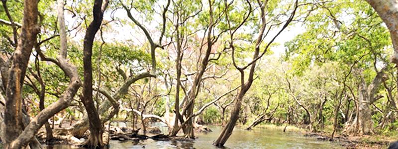 Remains of an ancient tank waded by tractor; presently sand-filled and retaining only up to one meter- deep water; this wetland habitat is colonized by a grove of “Kumbuk’ trees, mimicking a river forest.