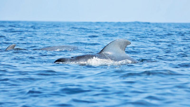 Dolphin and whale watching in focus