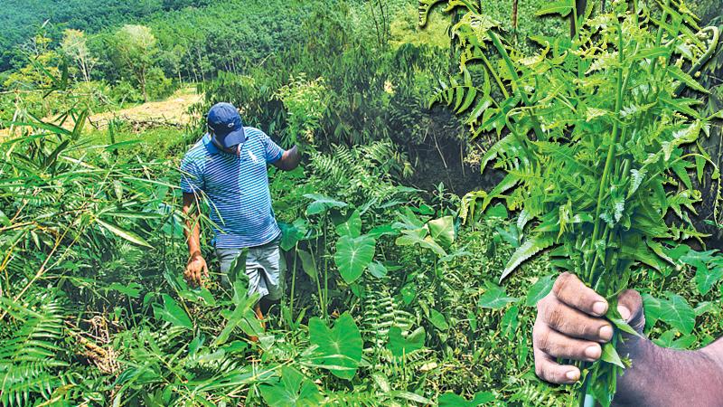 A man plucks Miyana and Alakola on the banks of a stream near Kalu Ganga in the outskirts of Ingiriya 