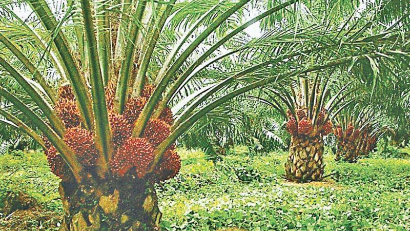 Oil palm trees.