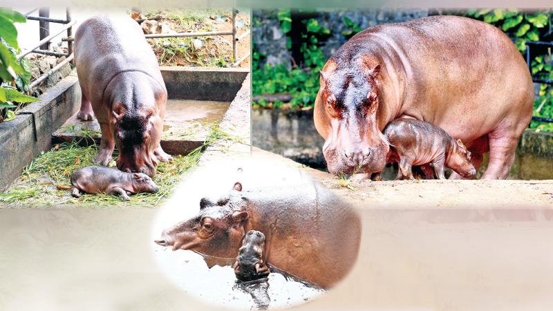 ‘Can you cuddle me more’, the two-week-old calf seems to be telling its mum. Pix: Sulochana Gamage