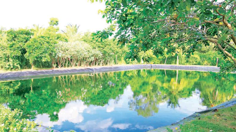 The pond area