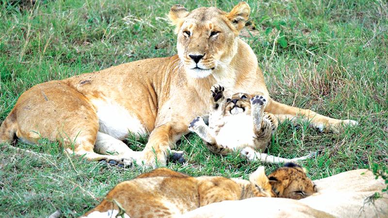 Lions in the wild and every other creature should have the space and conditions to live in natural environments and evolve through natural processes.