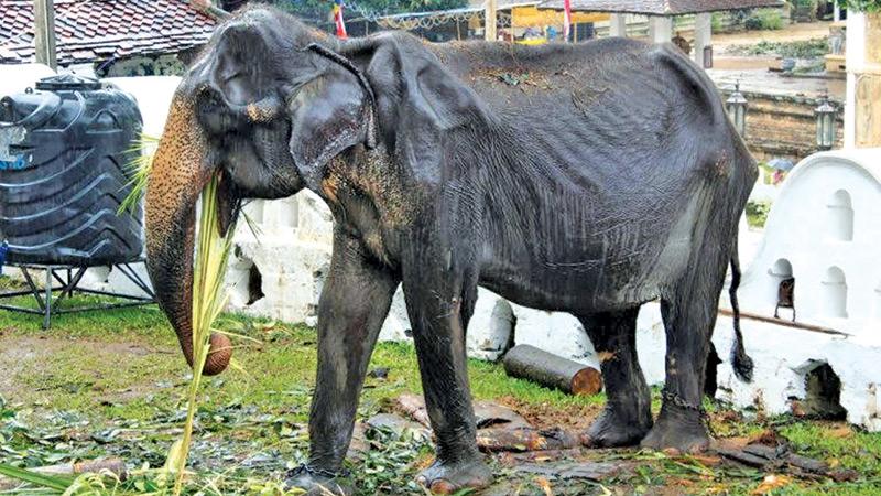 The picture of Tikiri showing her emaciated body, that went viral. Pic: Internet