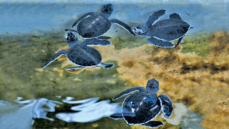Baby turtles at the hatchery