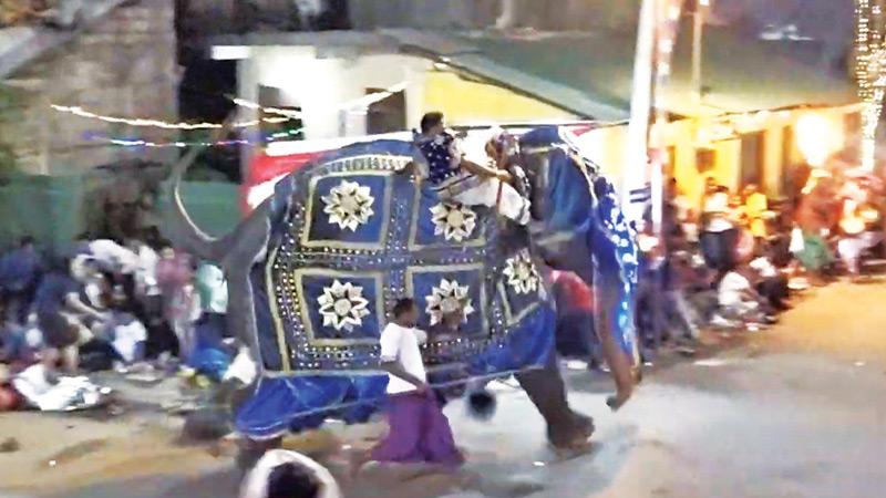 Stampeding elephant: Kotte Rajamaha Vihara Randoli Perehera