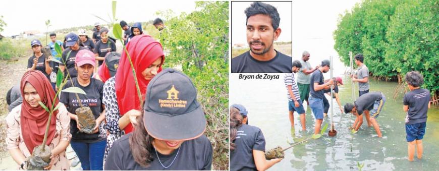 Colombo University accounts students planting mangroves                                           Pix by Dushmantha Mayadunne   