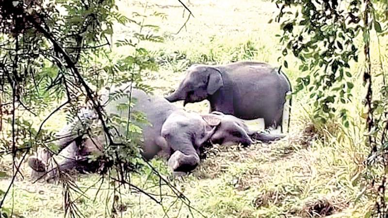 Orphaned calf keeping vigil over dead mother