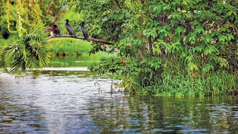 Colombo’s wetlands