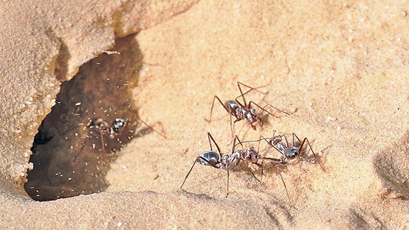 To survive the desert heat, the ants have silvery hairs that reflect the sun’s rays. Pic: Verena Wahl/Ulm University/Journal of Experimental Biology.    