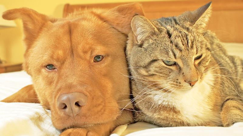 Many cats and dogs live together harmoniously. (Courtesy of iStock)