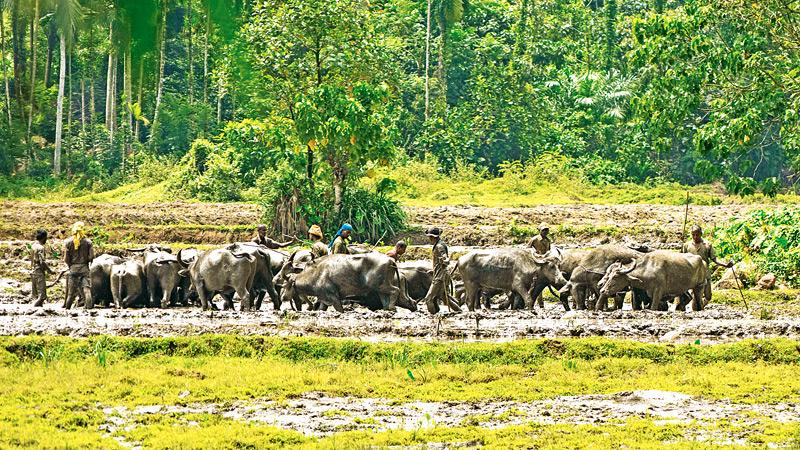 AGE-OLD PRACTICE: Ploughing the field with water buffaloes