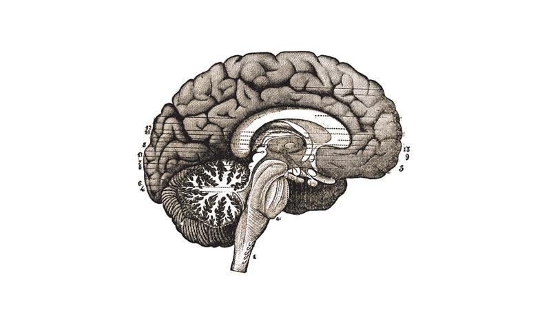 Emerging evidence emphasizes the brain’s impressive ability to adapt, even when doctors remove half.