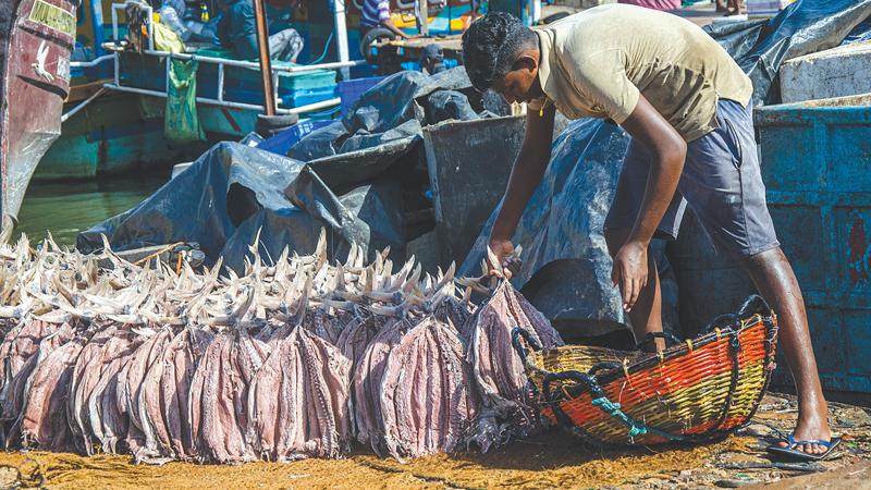 TAIL WIND: A dried fish maker lines up freshly salted-washed fish on the sun.
