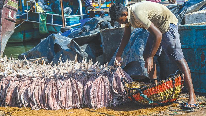 TAIL WIND: A dried fish maker lines up freshly salted-washed fish on the sun.   