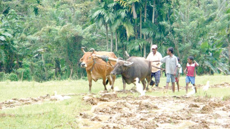 The agrarian policy should also take note of the experiences of other countries, which have broken out of the rural underdevelopment mould and transformed into modern agricultural economies. Pic: Lake House Media Library 