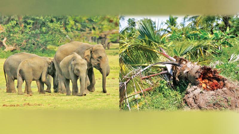 Coconut tree damaged by wild elephant (Pic. Sudath Abeysinghe)  