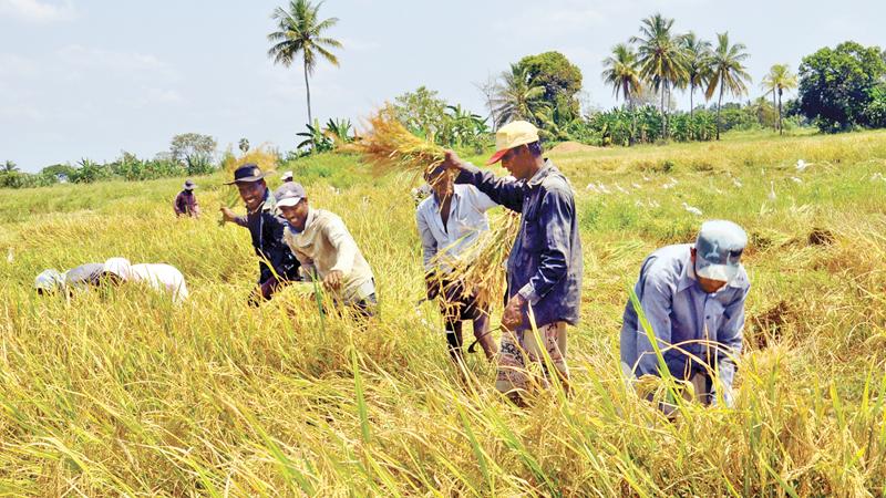 There will be many challenges in the agriculture sector within the next 10 years and one key challenge is people’s changing food habits. Pic: Lake House Media Library