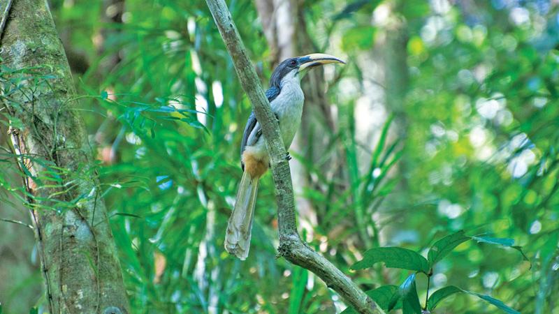 HABITAT: A Grey Hornbill, an endemic resident of the Dobagaskanda forest reserve at Ingiriya