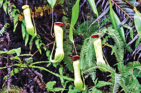 Pitcher Plant